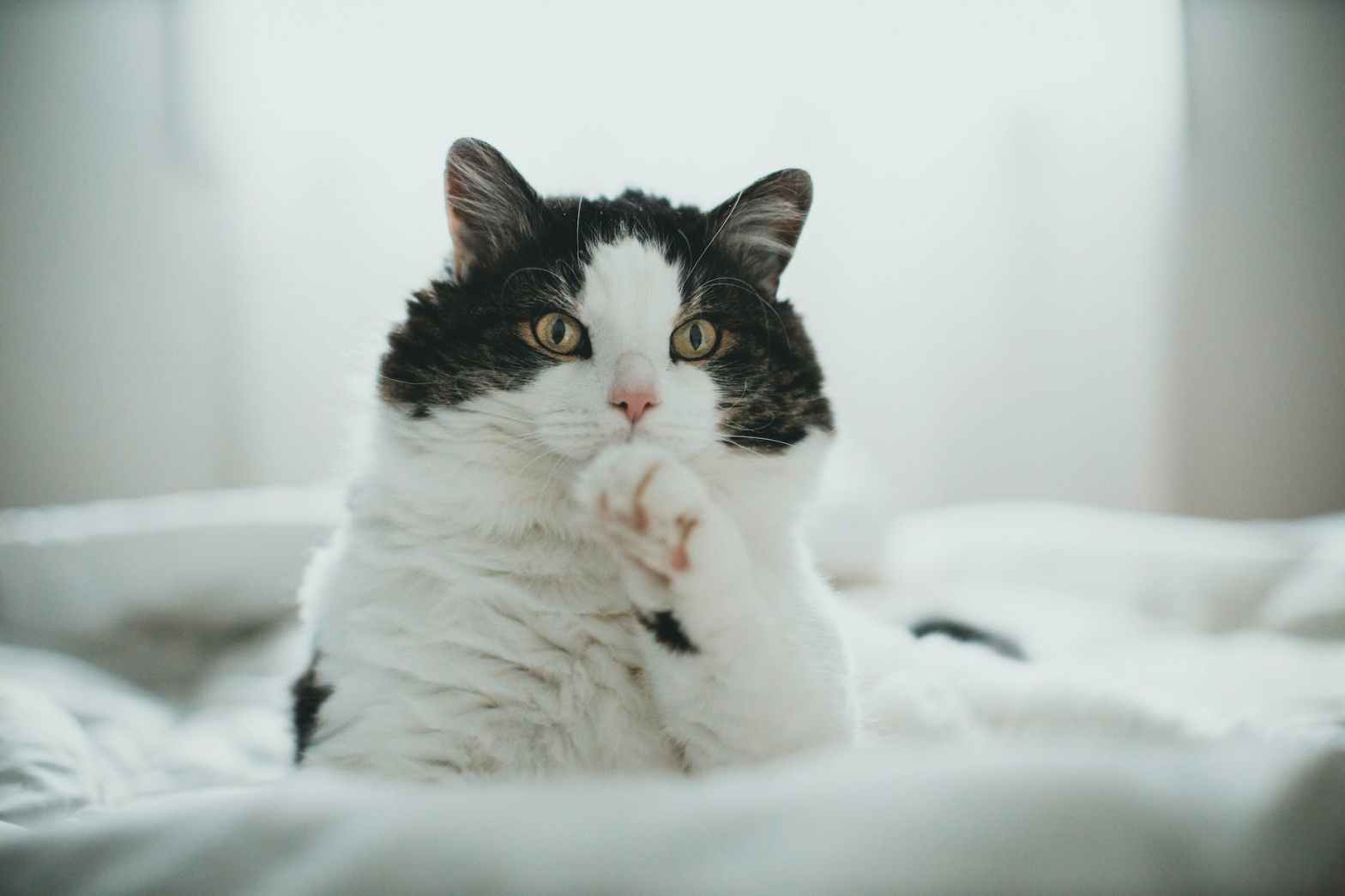 white and black cat on white textile